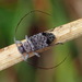 Hyperplatys maculata - Photo (c) Karen Yukich, μερικά δικαιώματα διατηρούνται (CC BY-NC), uploaded by Karen Yukich
