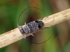 Hyperplatys maculata - Photo (c) Karen Yukich, some rights reserved (CC BY-NC), uploaded by Karen Yukich