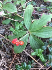 Cornus unalaschkensis