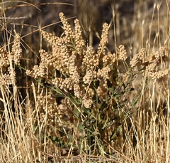 Lepidium appelianum
