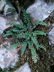 Polystichum atkinsonii