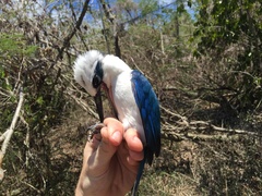 Todiramphus albicilla