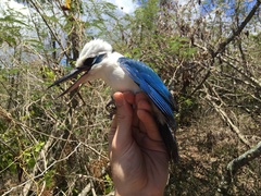 Todiramphus albicilla