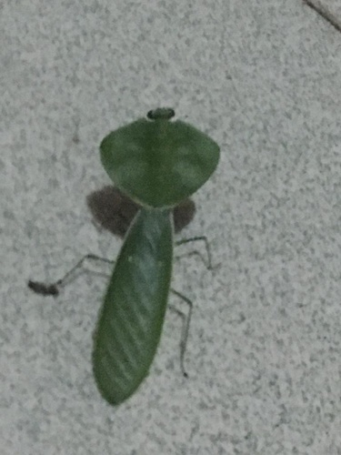Mantidae image