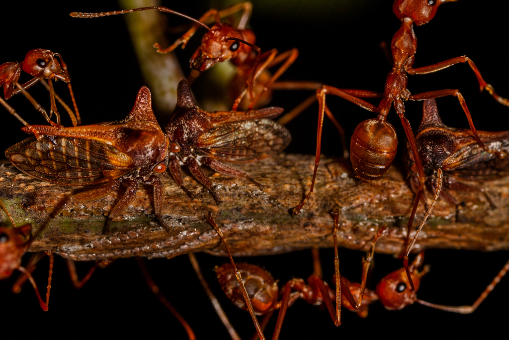 Oxyrhachis sinensis