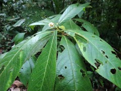 Saurauia andreana