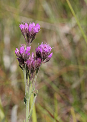 Carphephorus carnosus