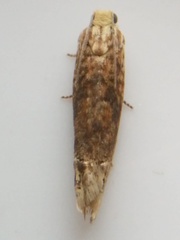 Eucosma ochrocephala