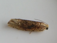 Eucosma ochrocephala