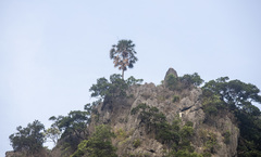 Livistona halongensis
