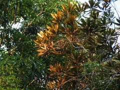 Grevillea baileyana