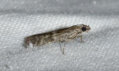 Eurythmia angulella