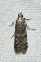 Eurythmia angulella