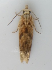 Eucosma ochrocephala