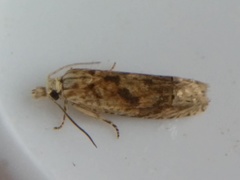 Eucosma ochrocephala