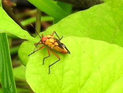 Oncopeltus guttaloides