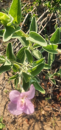 Image of Syncolostemon elliottii by (c) Nic Knott-Craig, some rights reserved (CC BY-SA)