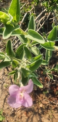 Syncolostemon elliottii