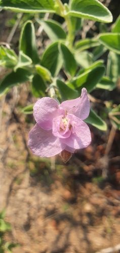 Image of Syncolostemon elliottii by (c) Nic Knott-Craig, some rights reserved (CC BY-SA)