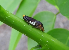 Homalodisca ichthyocephala