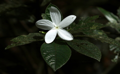 Atractocarpus hirtus