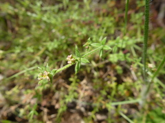 Galium gaudichaudii