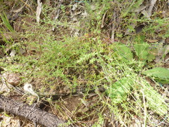 Galium gaudichaudii