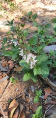 Orthosiphon suffrutescens