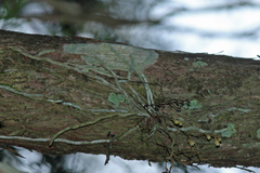 Dendrophylax porrectus