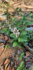 Orthosiphon suffrutescens