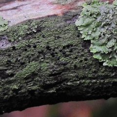 Bacidia schweinitzii