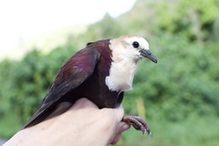 Alopecoenas xanthonurus