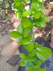 Suregada africana