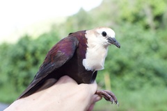 Alopecoenas xanthonurus