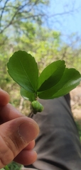 Suregada africana