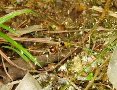 Dasymutilla sicheliana