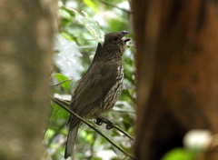 Scenopoeetes dentirostris