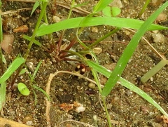 Dasymutilla sicheliana