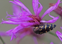 Acmaeodera pulchella