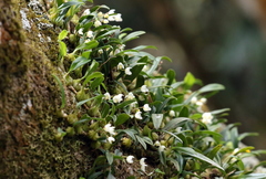 Bulbophyllum newportii