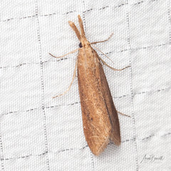 Donacaula sordidellus