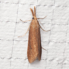 Donacaula sordidellus