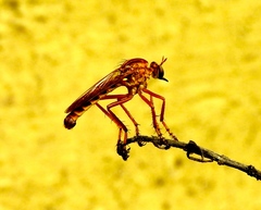 Diogmites angustipennis
