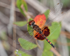 Celithemis amanda