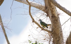 Ptilinopus roseicapilla