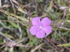 Agalinis oligophylla