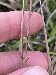 Agalinis oligophylla