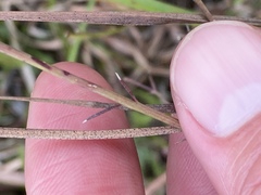 Agalinis oligophylla