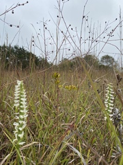 Agalinis oligophylla