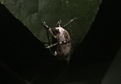 Phloeobius
